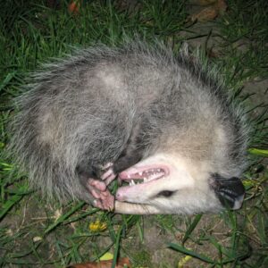 how do marsupials mate and reproduce with forked penises and two vaginas to separate uteruses