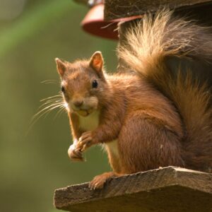 how do squirrels find their way back to their nests and do squirrels have a homing instinct