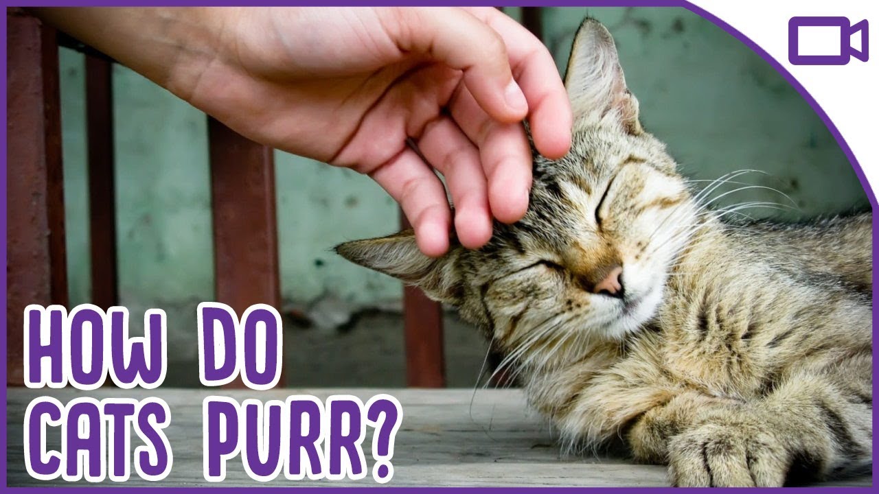 how does a cat purr