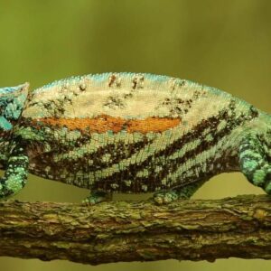 how does a chameleon change colors