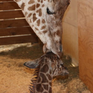 how does a giraffe give birth to its offspring and how big is a baby giraffe when its born