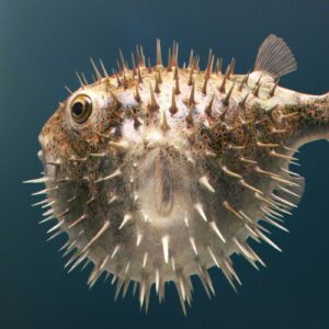 how does a puffer fish defend itself