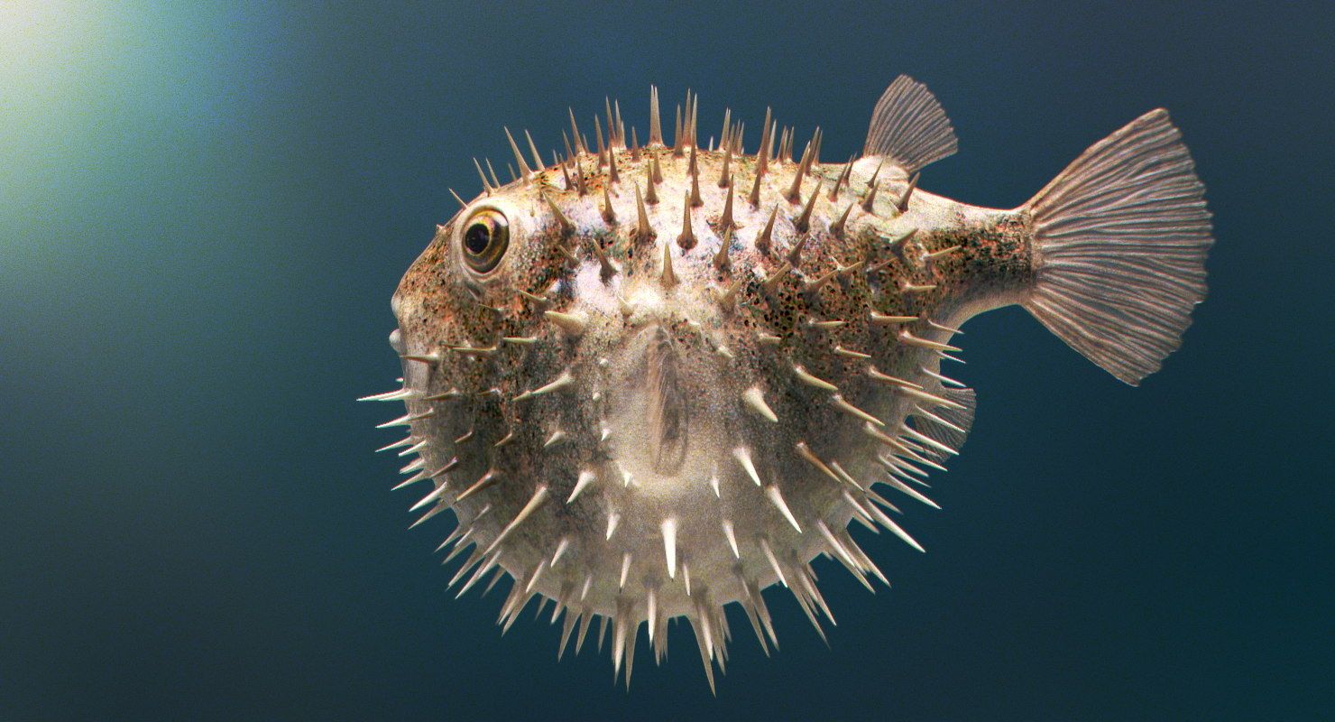 how does a puffer fish defend itself