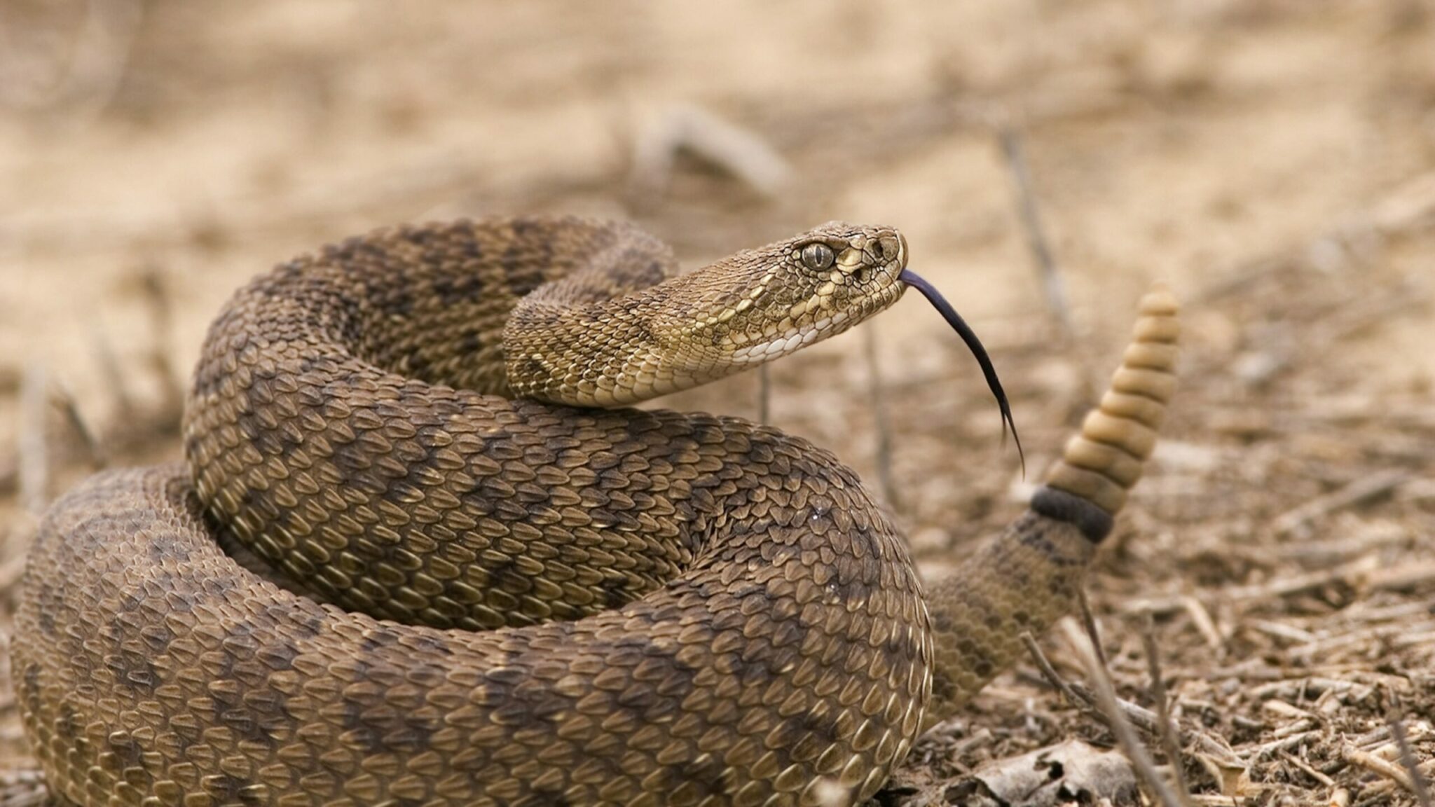 how does a rattlesnake make the rattle sound with its rattle and what does it mean