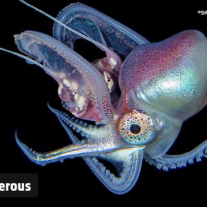 how does an octopus use ink to defend itself against predators when threatened and is it poisonous