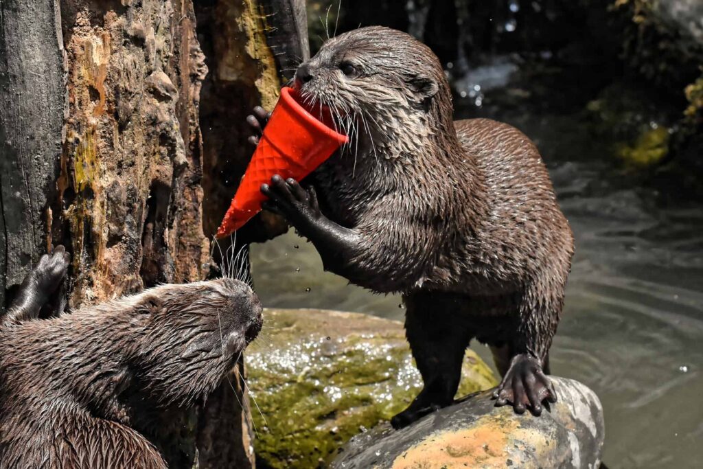 How does the Fur on a Sea Otter Help Keep it Warm in Cold Water and do they have Blubber like Whales? - Zippy Facts How does the Fur on a Sea Otter Help Keep it Warm in Cold Water and do they have Blubber like Whales? - Zippy Facts
