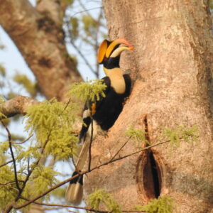 how does the male hornbill bird prevent the nesting female from leaving the nest