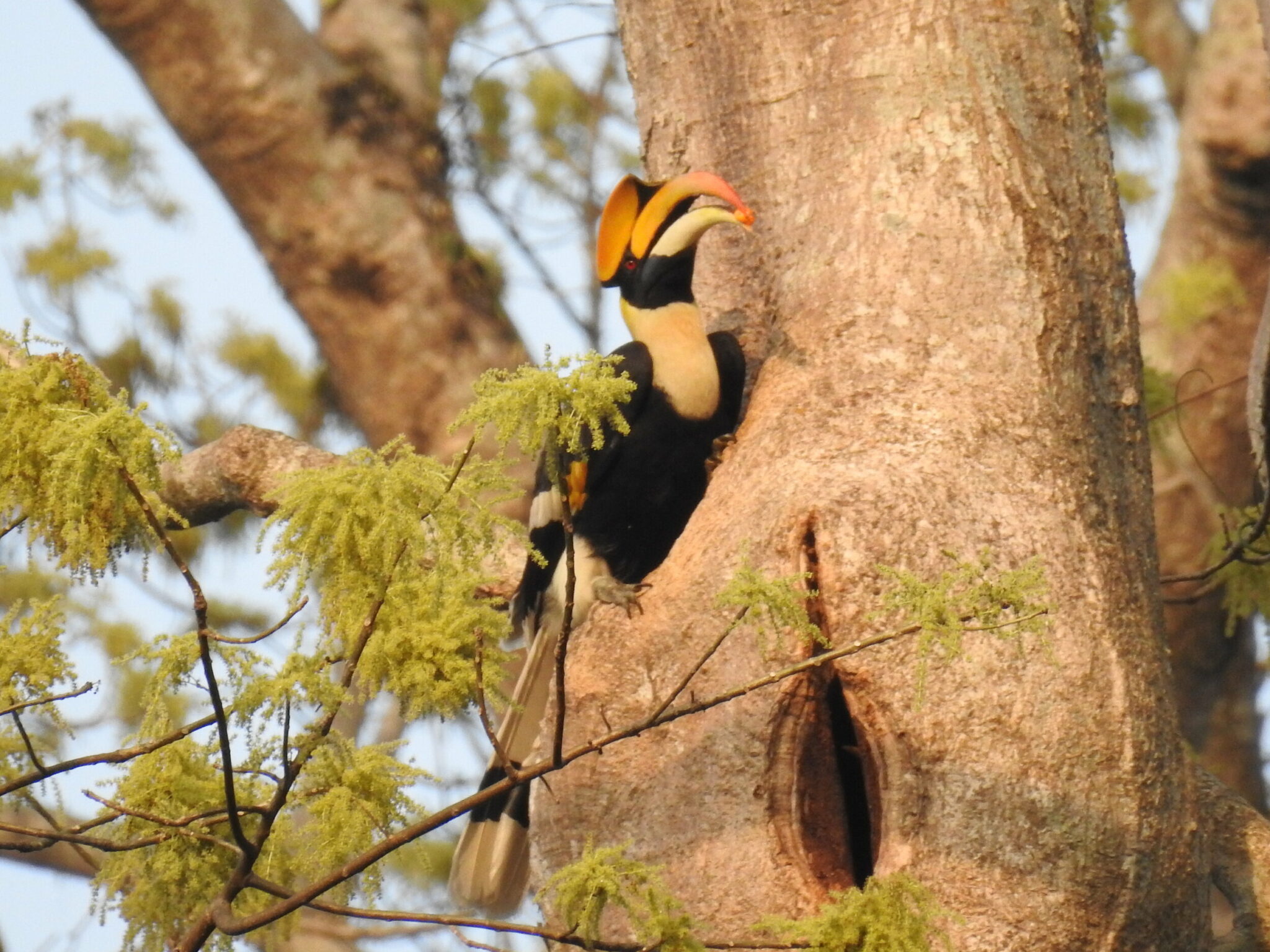 how does the male hornbill bird prevent the nesting female from leaving the nest