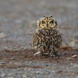 how far can an owl turn its head and can an owl turn its head 360 degrees around
