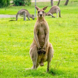 how far can kangaroos hop and how long do they live for