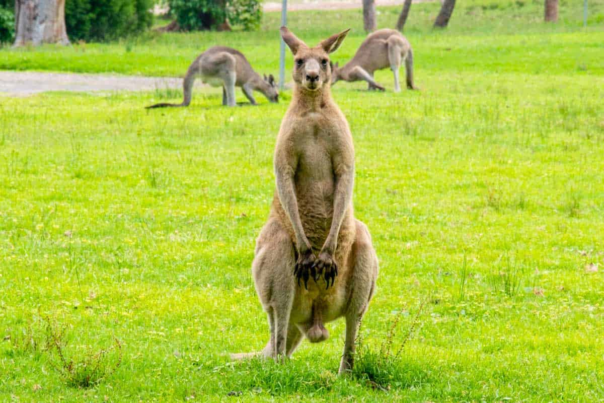 how far can kangaroos hop and how long do they live for