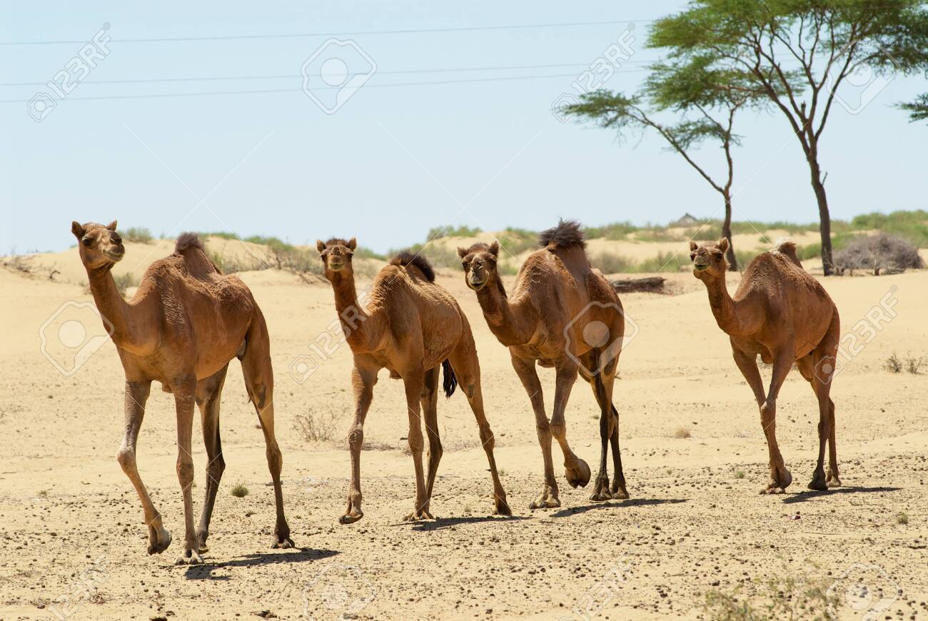 how fast can camels run and how long can they run for