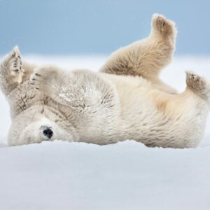 how good is a polar bears sense of smell and how does it use its sense of smell to hunt seals