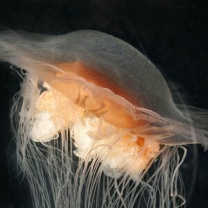 how is the australian box jellyfish the deadliest jellyfish in the world and where does it come from