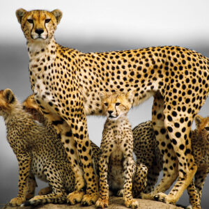 how is the cheetah the oldest living species of big cat and where did it come from