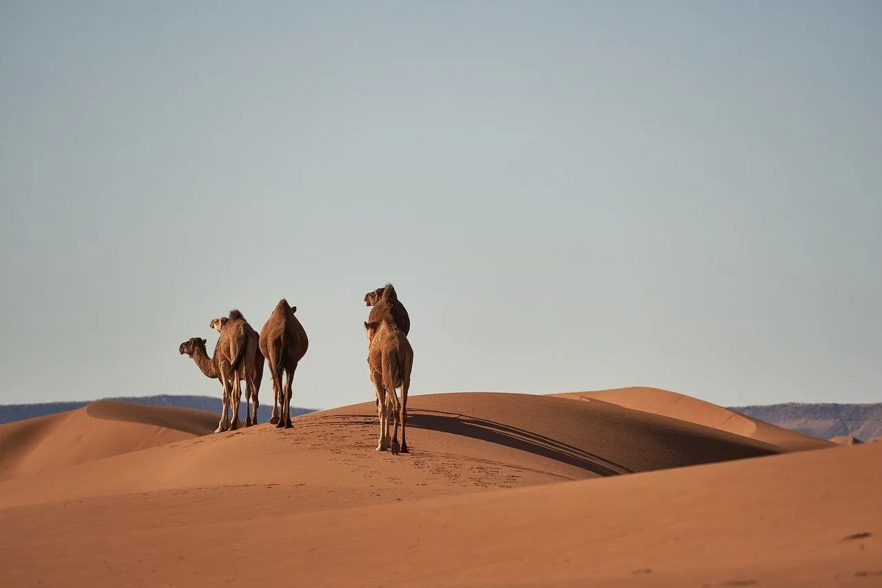 how long can a camel go without drinking water