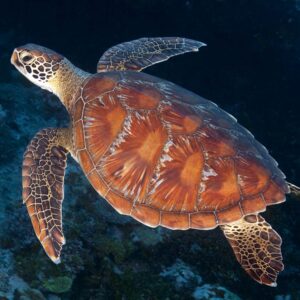 how long can a sea turtle stay underwater and hold its breath without coming to the surface for air