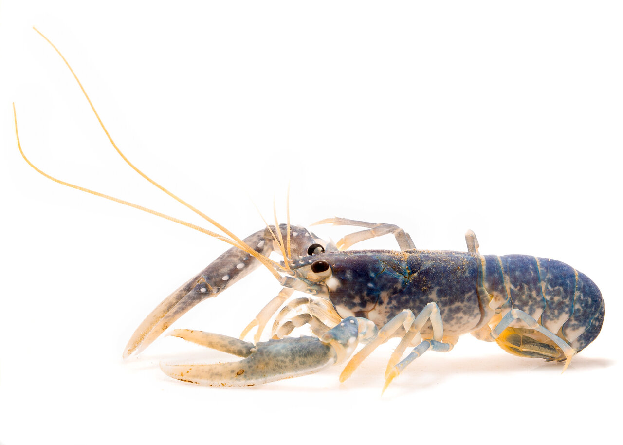 how long do lobsters live for and how long does it take for a lobster to grow to full size