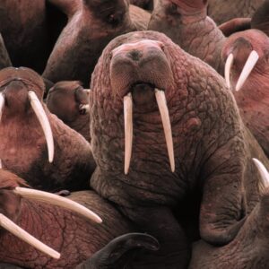 how long does a walrus live for and do walruses mate and reproduce on land or in the water