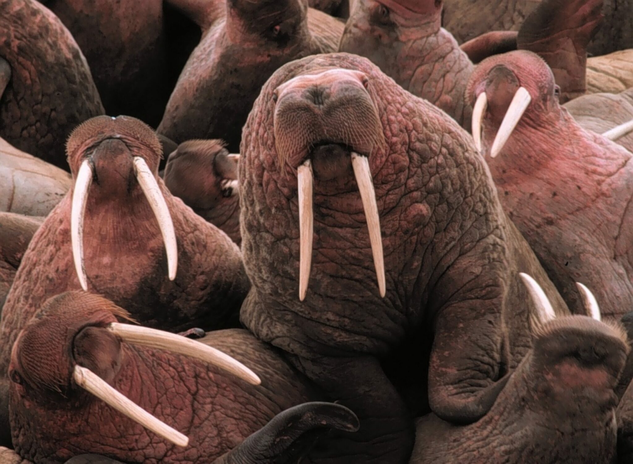 how long does a walrus live for and do walruses mate and reproduce on land or in the water