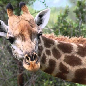 how long is a giraffes neck and how many vertebrae does a giraffe have in its neck