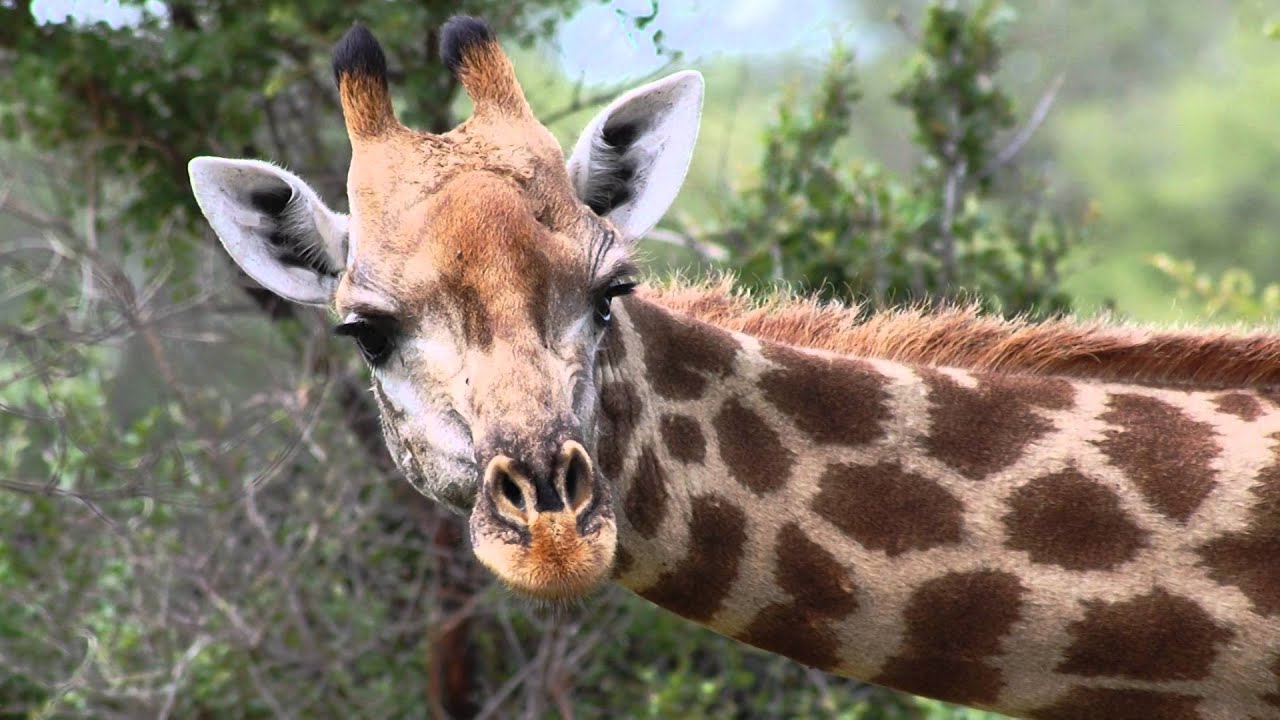 how long is a giraffes neck and how many vertebrae does a giraffe have in its neck