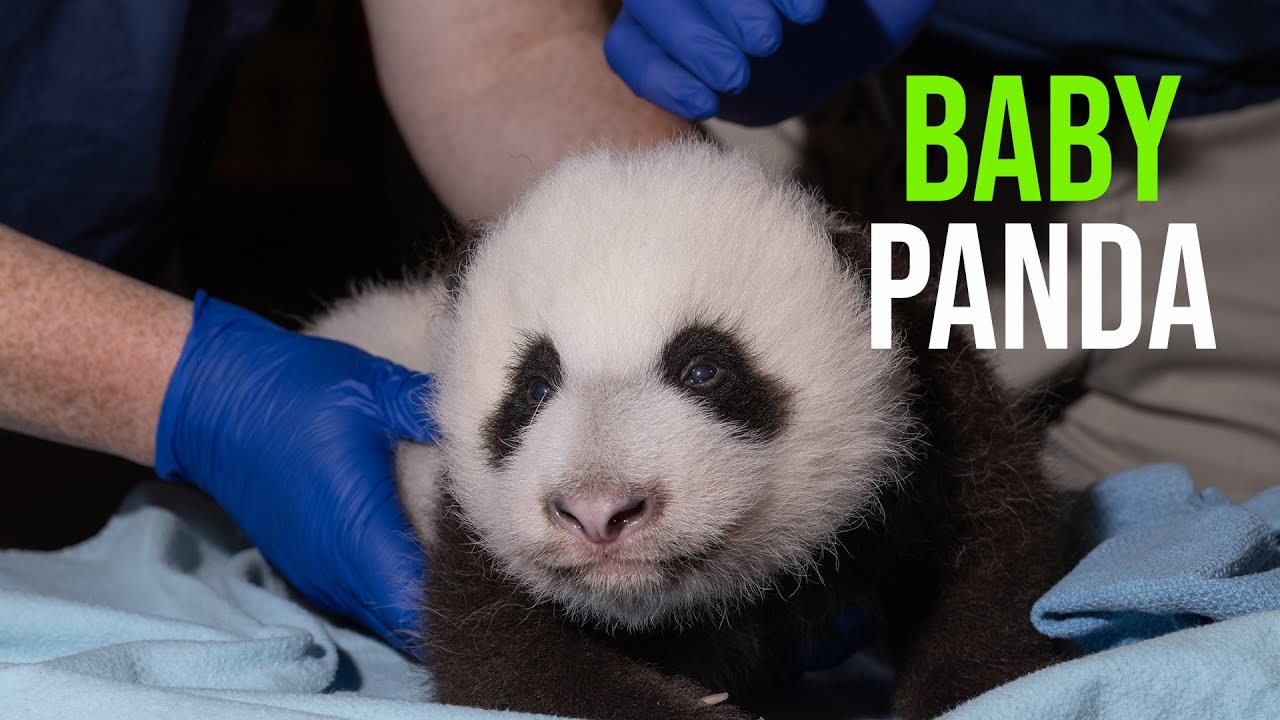 how long is the giant panda bears gestation period and how many babies does a panda give birth to
