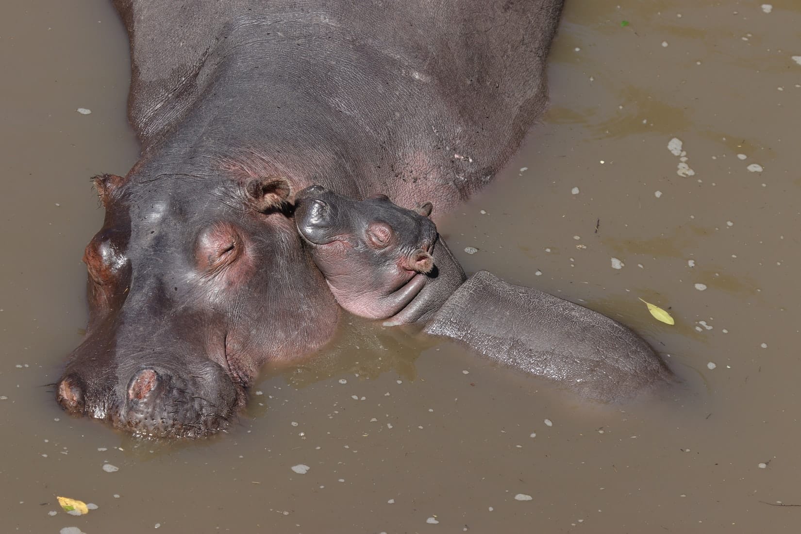 how many different species of elephants exist on earth today and how can you tell them apart