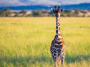 how many different types of giraffe species are there on earth and what are they called