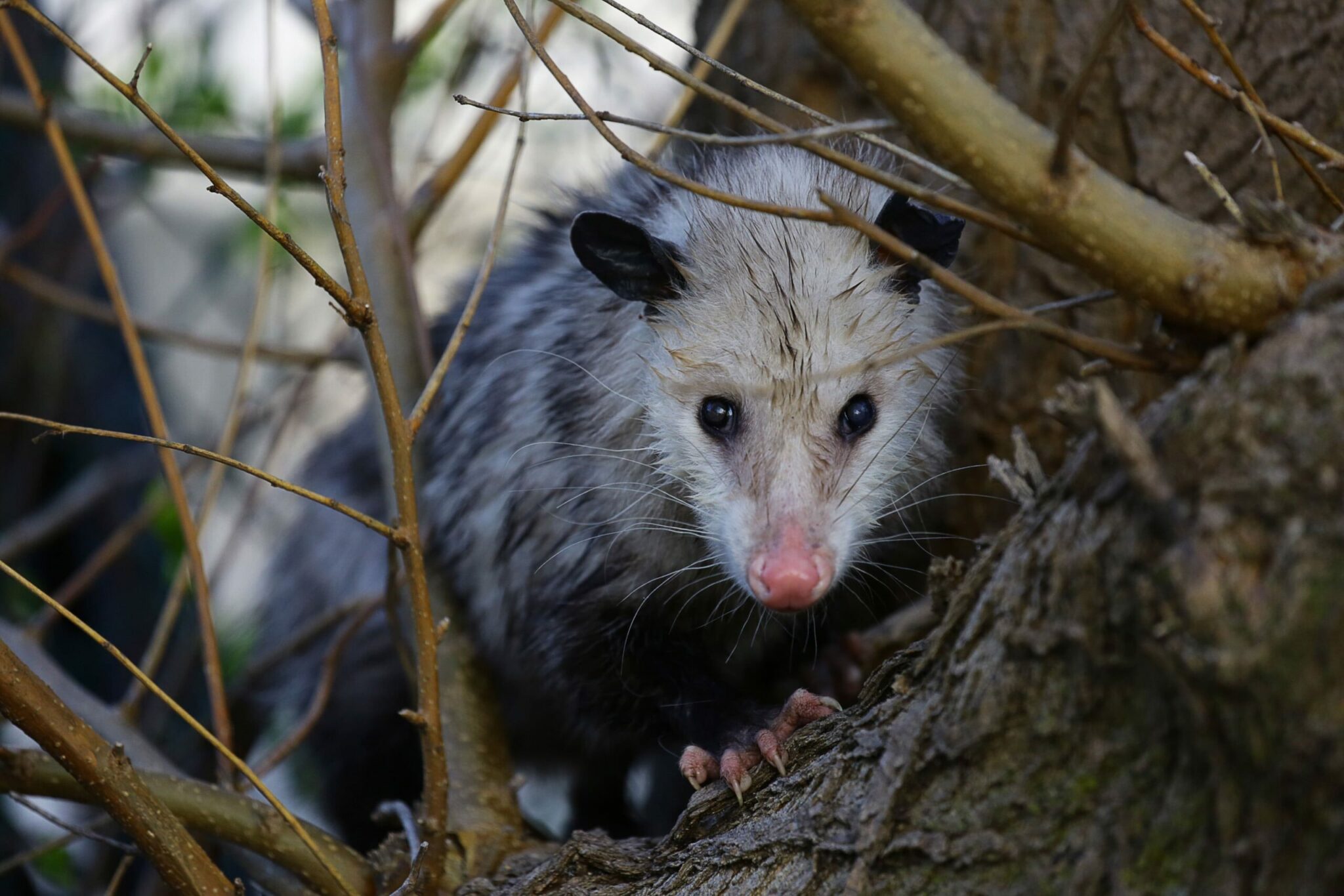 how many marsupials mammal species live in america and how did they get here from australia