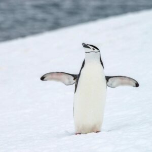 how many other animals live in antarctica besides seals and penguins and why