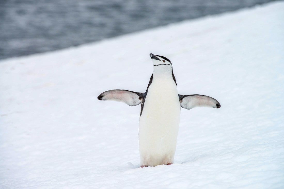 how many other animals live in antarctica besides seals and penguins and why