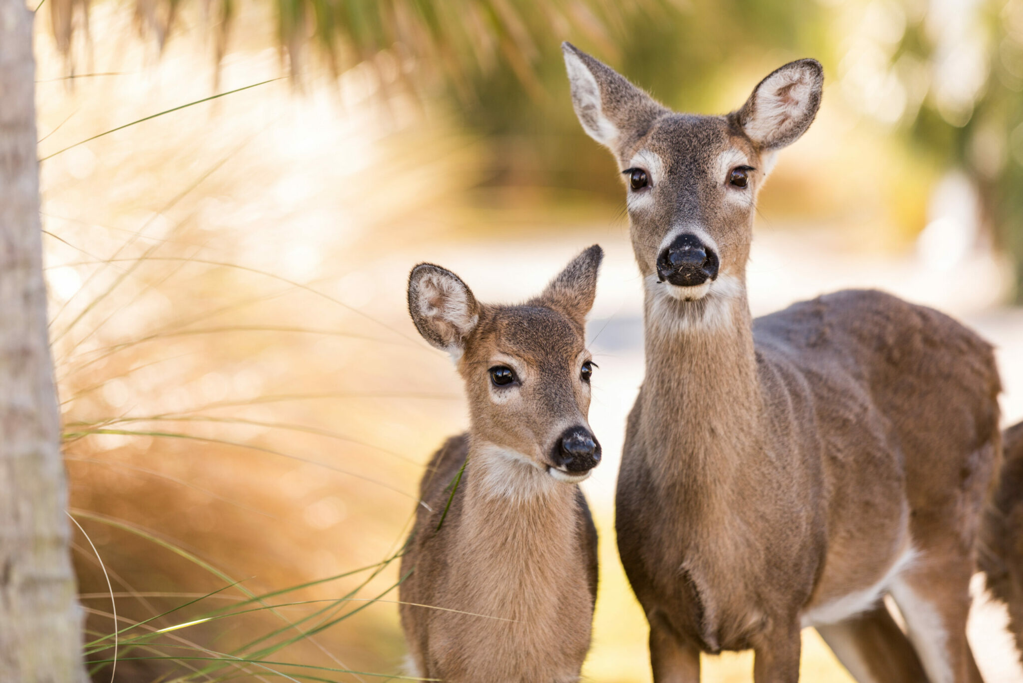 how many wild reindeer are left in the world and how many reindeer have been domesticated