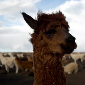 how much does it cost to lease a llama and what are domesticated llamas used for