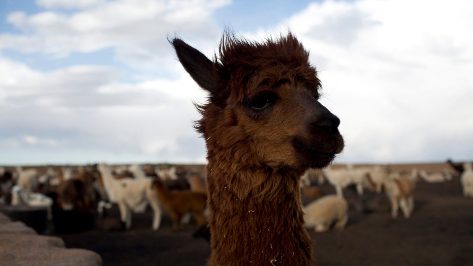 how much does it cost to lease a llama and what are domesticated llamas used for