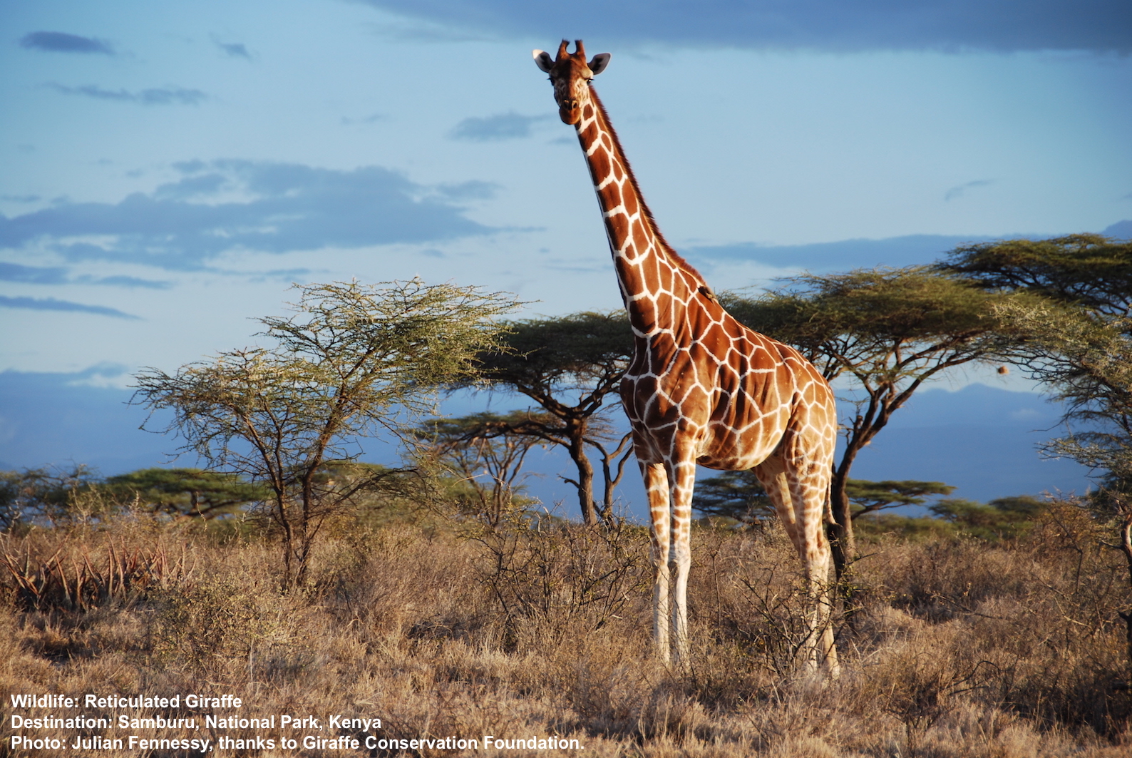 how much sleep do giraffes need and how do they have the shortest sleep requirements of any mammal