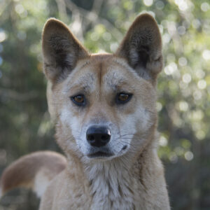 how was the dingo the first non native animal species imported to australia by humans and when