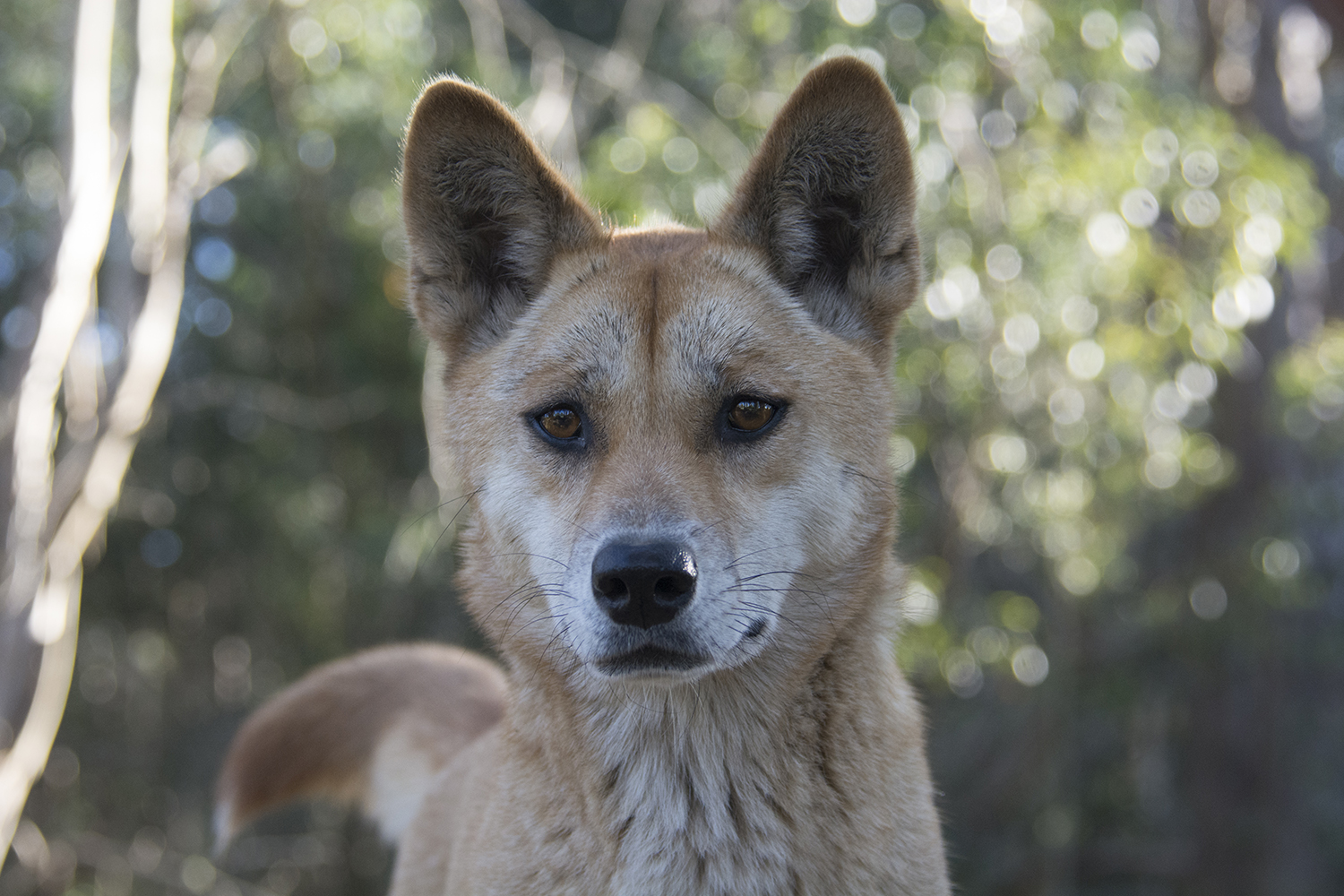 how was the dingo the first non native animal species imported to australia by humans and when