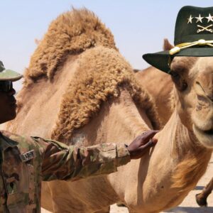 how were camels used in the united states camel corps and why did the army experiment end