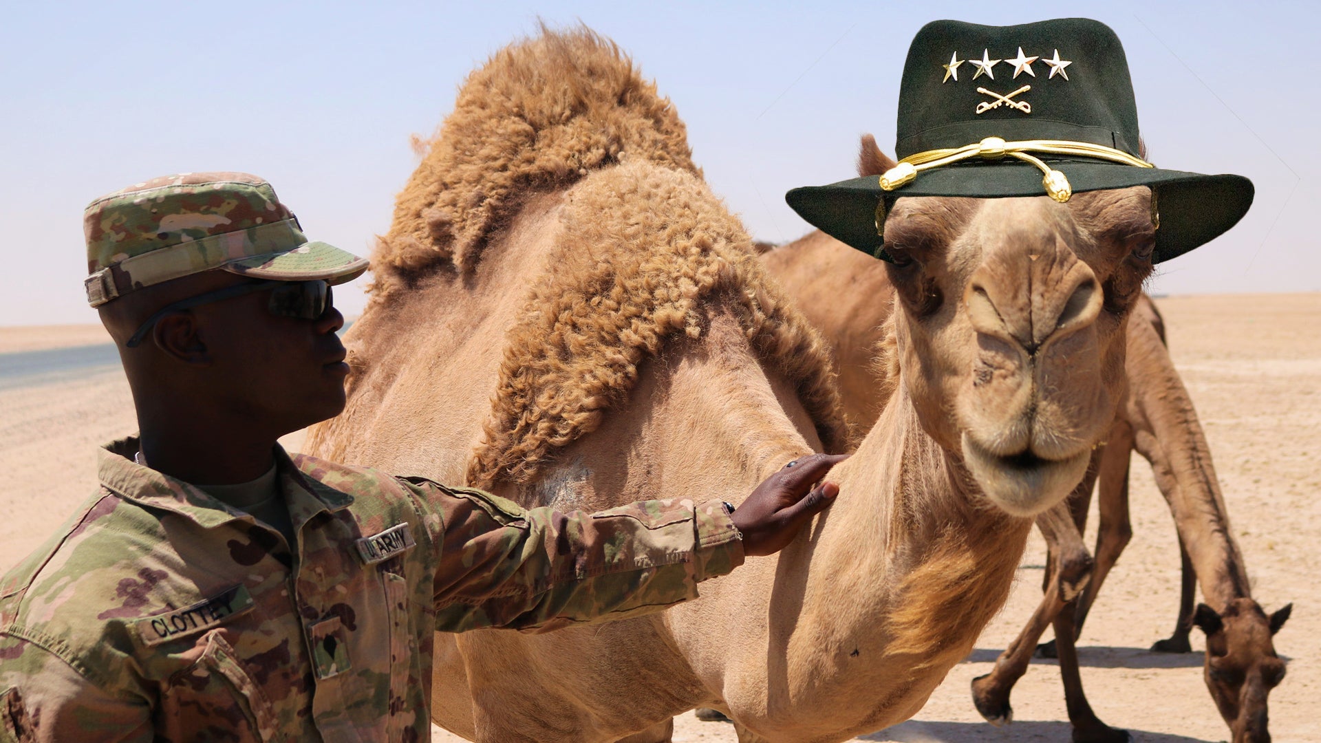 how were camels used in the united states camel corps and why did the army experiment end