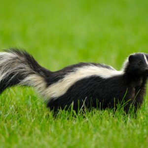 is skunk spray dangerous or poisonous to humans and other animals like dogs