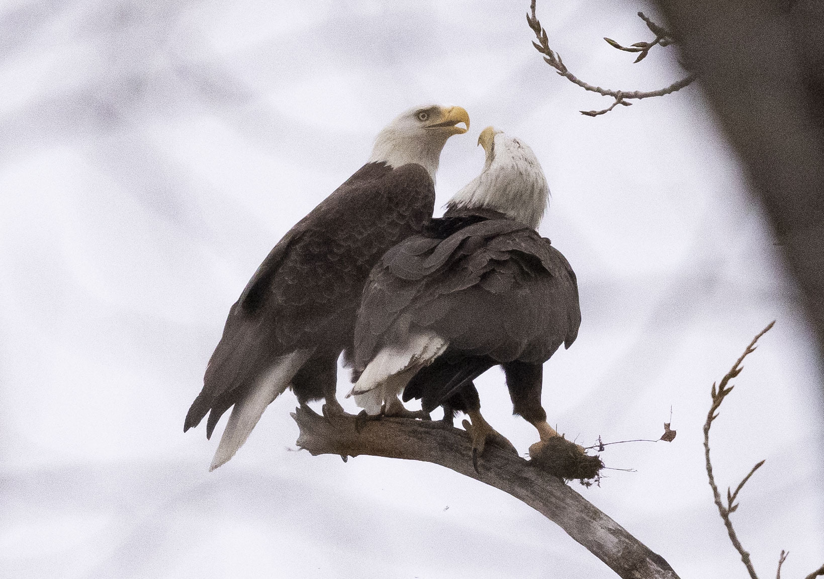 is the bald eagle really bald