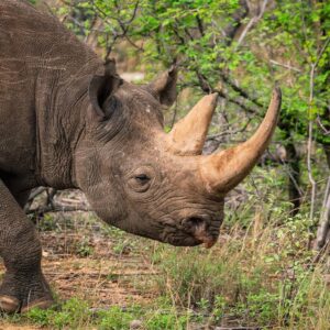 is the rhinoceros really ill tempered