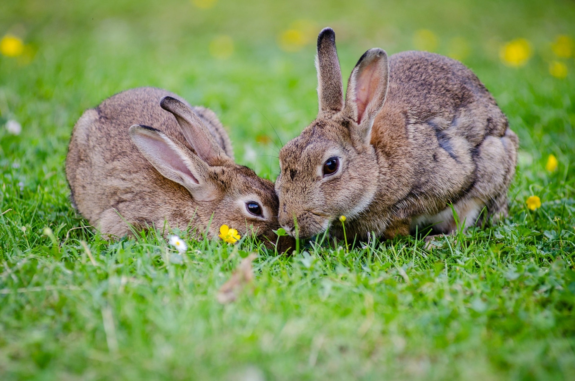 is there a difference between a rabbit and a hare