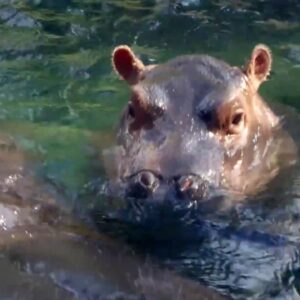 what color is a hippos sweat and why is it often mistaken as blood