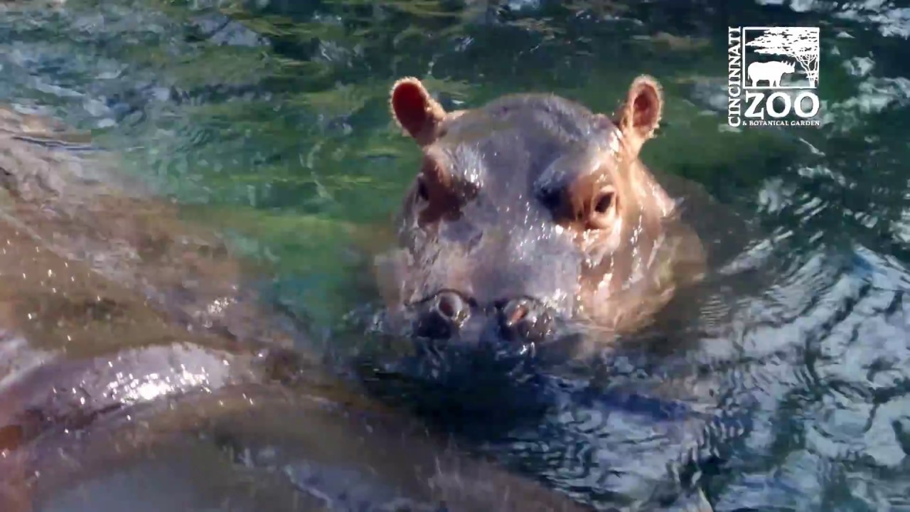 what color is a hippos sweat and why is it often mistaken as blood