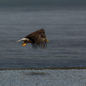 what do bald eagles eat and how is the bald eagle an opportunistic scavenger that steals food