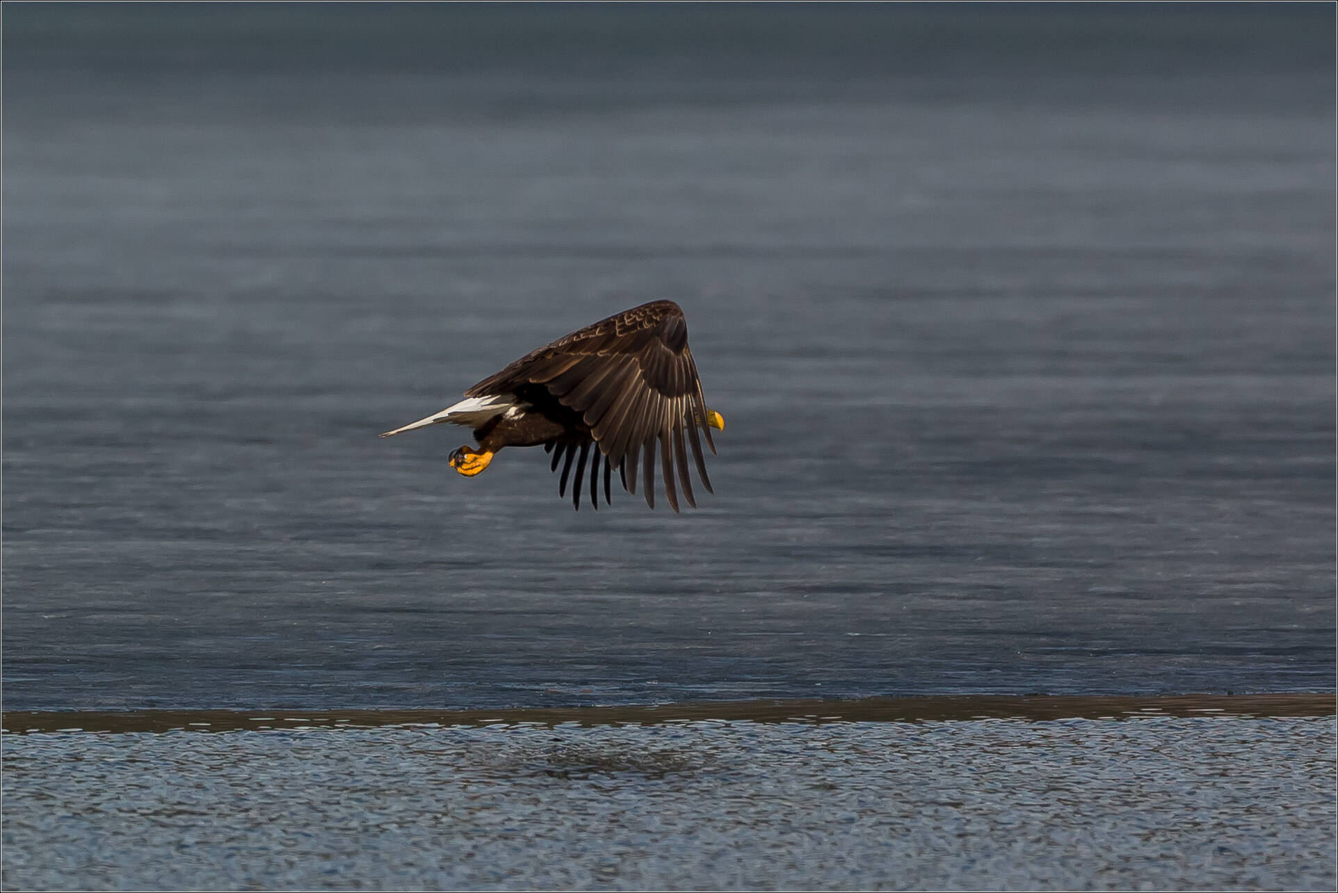 what do bald eagles eat and how is the bald eagle an opportunistic scavenger that steals food