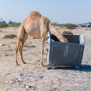 what do camels eat and how much food does a camel eat in a day