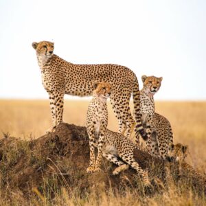 what do cheetahs eat in the wild and how much do cheetahs eat